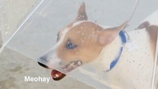 Mẹo hay dành cho các bạn nuôi động vật