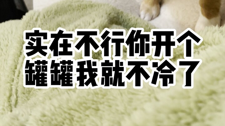 In Hangzhou’s winter, even the dogs can barely take it!