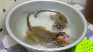 Routine Bathing!! Little adorable Toto is always happy when Mom takes a bath for her