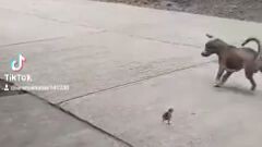 my little chicken and doggie😍😍😍😍