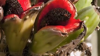 “Ngọt mát mọng nước, tan ngay khi vừa chạm vào miệng” — Quả xương rồng