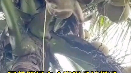 Foreign coconut farm owner hires monkeys to pick coconuts—animal lovers go wild!