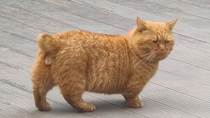 Gemuk, pendek, jelek, suaranya juga nggak enak didengar—tapi tetap imut banget!