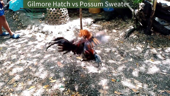 Gilmore Hatch vs Possum Sweater spar