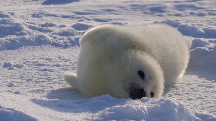 Little seal! So round! So soft!