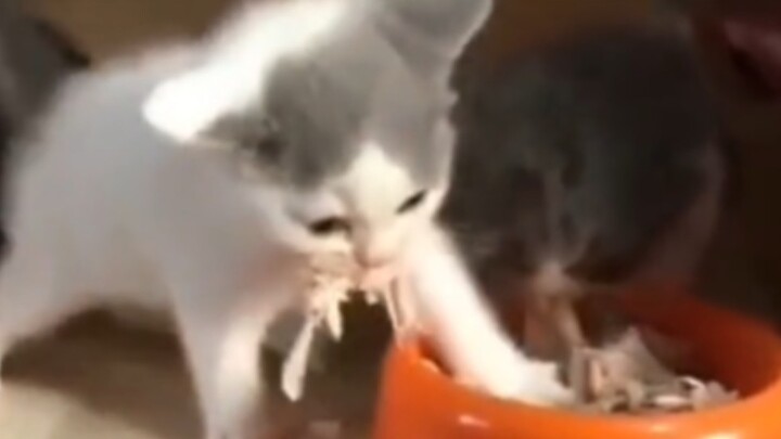 Xiao Miao: Don't eat yet! There's poison in the food.