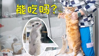 I just got a new meerkat, and our cat at home is drooling—it’s such a big mouse!