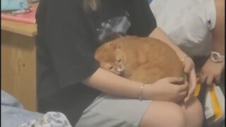 家里来客人了 猫也社恐了