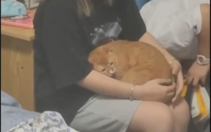 When guests come to my house, my cat also becomes socially anxious