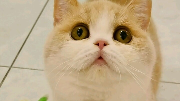 แมวของฉันแคร์ฉันมากแค่ไหน～