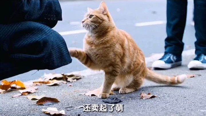 Thay đổi một người có thể chỉ là một chú mèo hoang bé nhỏ, chẳng mấy ai để ý (phần 2)