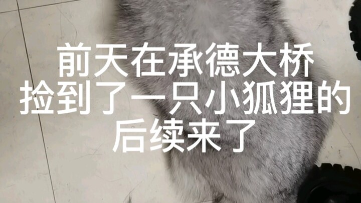 I found a little fox!!! Everyone told me to come to Bilibili, so here I am!