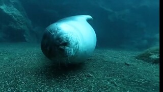 Perfectly answered my question about how seals breathe while sleeping in water