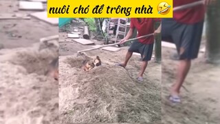 Nuôi chó để trông nhà 😂