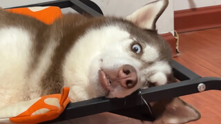 Sebut Kata Kesukaan Husky Saat Dirinya Hampir Ketiduran.