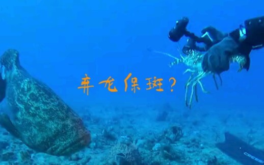 You still want to snatch my big lobster?