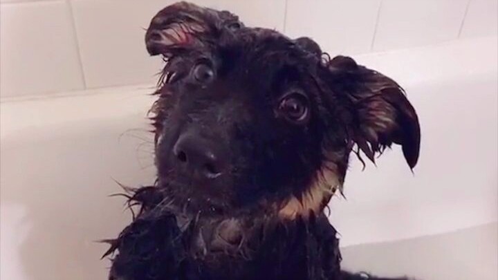 "Monyet Air Populer di Internet"