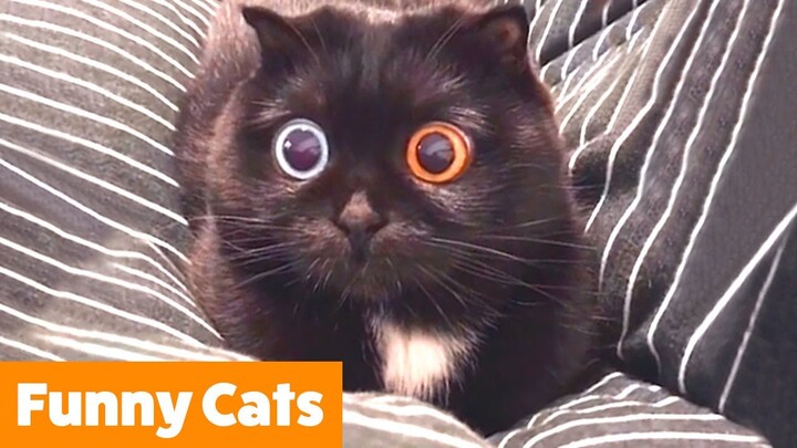Funniest Cute Cats | Funny Pet Videos