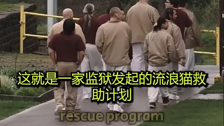 “Stray Cats and Prisoners: A Mutual Redemption”