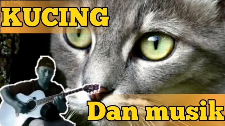 KUCING LUCU DAN MUSIK (PARODI#3) 🙀 Funny cats
