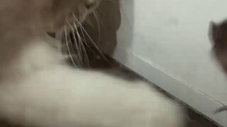 Ini Meong Meong yang dibawa pulang lagi, tikus itu hampir melompat ke wajahnya