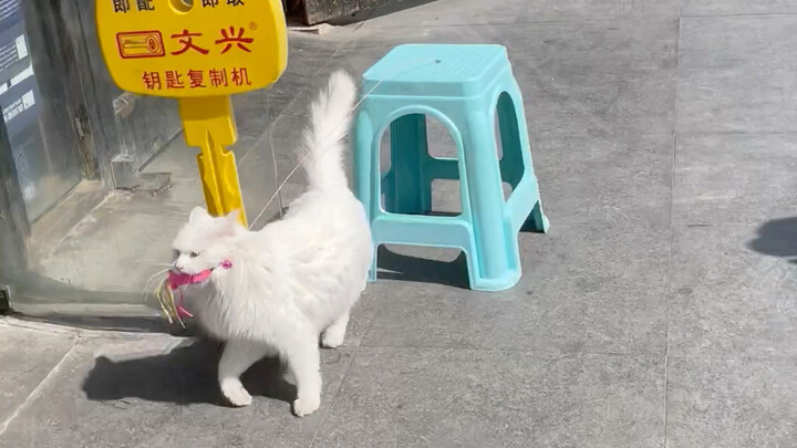 Cat: This belongs to my family.