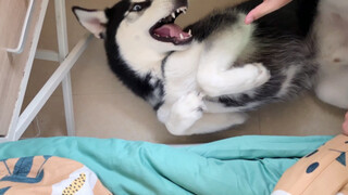 Tôi nhéo tai con husky và lại làm Erha tức giận.