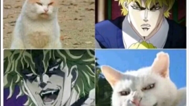 Sure enough, Dior is a cat!
