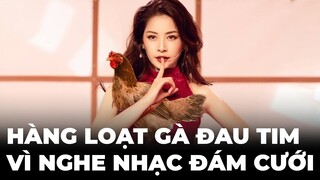 Gần trăm con gà đột quỵ vì nghe nhạc đám cưới (không phải nhạc Chi Pu)