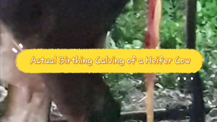 Actual Birthing/Calving of a Heifer/Cow
