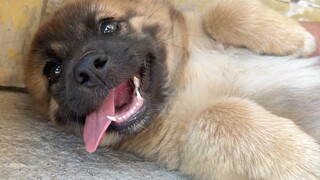 Anak anjing Sheniu menjadi pemberontak dan melindungi makanan saya, dia harus diberi pendidikan yang