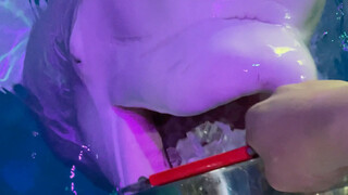 الأسود الصغير غاضب مرة أخرى