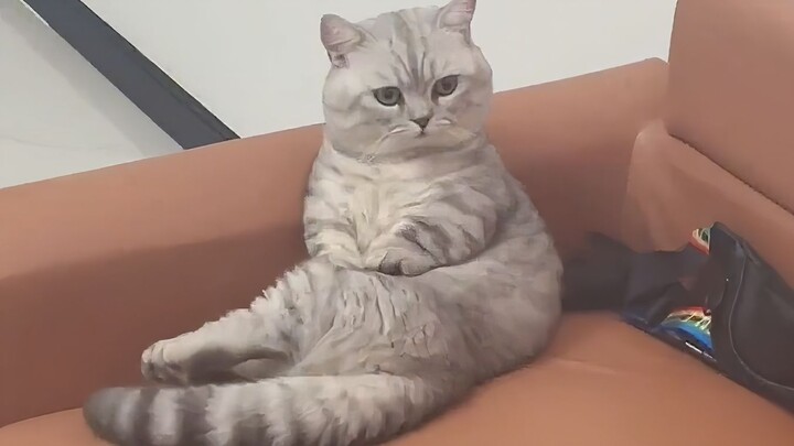 Aku juga baru pertama kali jadi kucing, masa aku tahu harus duduk gimana!