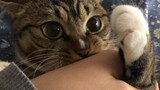 Video collection of super cute cats