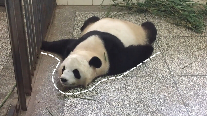 [Panda] Berbulu lebat, nyaman sekali berbaring di atasnya!