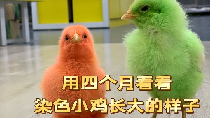 It took four months to see what the dyed chick I bought for 5 dollars looked like after it grew up!