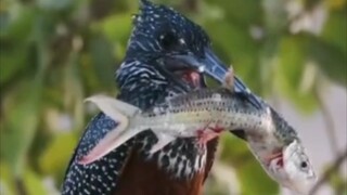 Bird: I hate this fish!