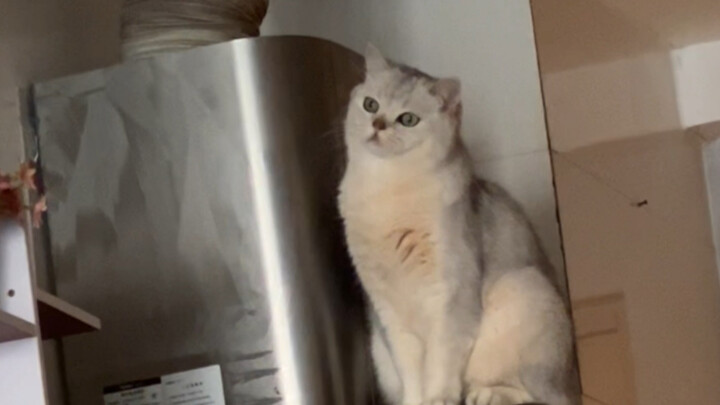 بعد أن جاءت أمي إلى هذا المنزل، أنا وقطتي...