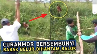 CURANMOR APES 2024 !! Maling ini melarikan diri ke semak semak ! Auto Dihantam balok