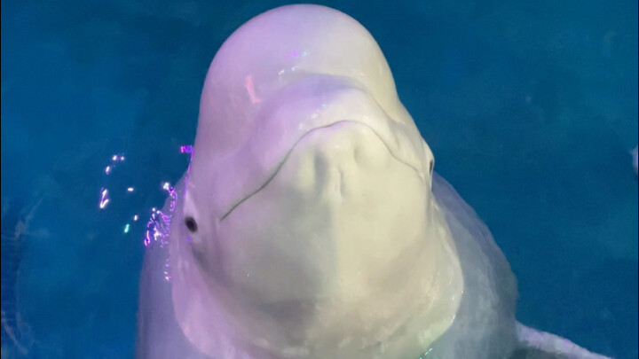 Xiao Hei kayak anak kecil banget 😂