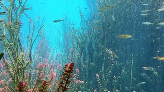 Keindahan alam laut