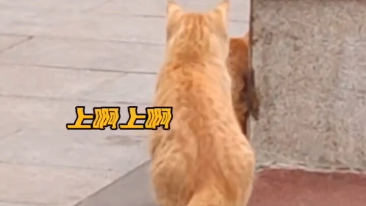 Cat: Panicked and Restless