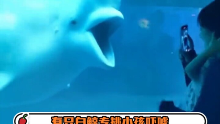 Kid: You’re sweating buckets, huh, little bro? #MarineLife #BelugaWhale #OldSix #CleverMove #TurnThe