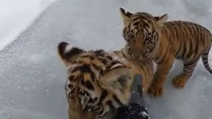 Rescue Team Saves Two Tiger Cubs in a Frozen Forest