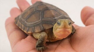 How to Make Friends with a Turtle