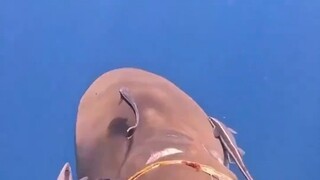 Thế giới dưới đáy biển thật kỳ diệu, cùng góc nhìn thứ nhất của tôi khám phá thế giới đại dương nào!