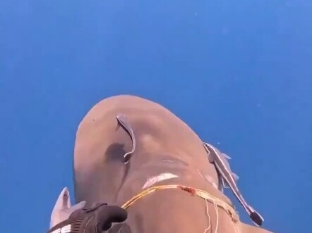 Thế giới dưới đáy biển thật kỳ diệu, cùng góc nhìn thứ nhất của tôi khám phá thế giới đại dương nào!