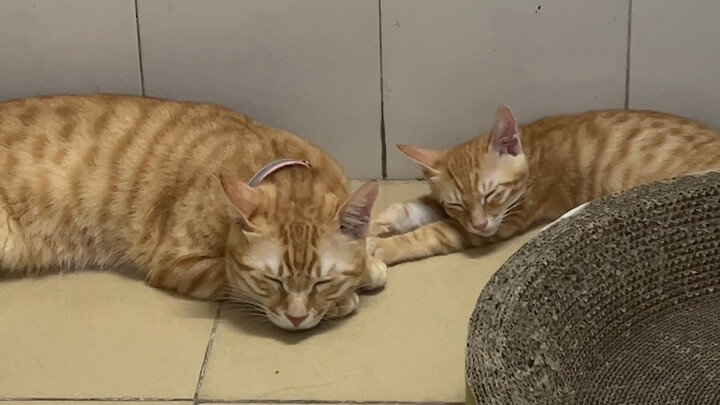 ขอประกาศหน่อยนะคะ นี่คือสมาชิกใหม่ของบ้านเรา: ชวนชวน