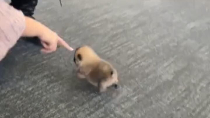 “🐶Terlalu menyiksa anjing”