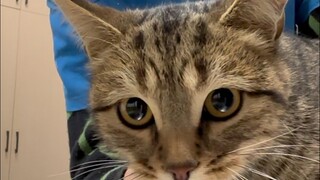 Kucing konyol bermain dengan kail ikan dan berakhir di rumah sakit...